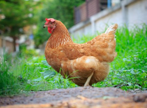 beautiful plumage of brown chicken hen feeding free style in good environment farm use for farm animals and livestock topic