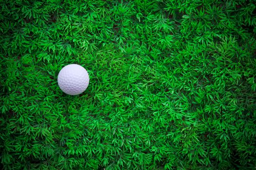 golf sport and green 