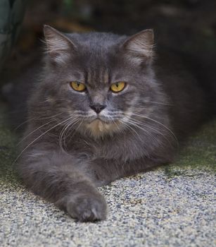 file of close up face of  persia cat 
