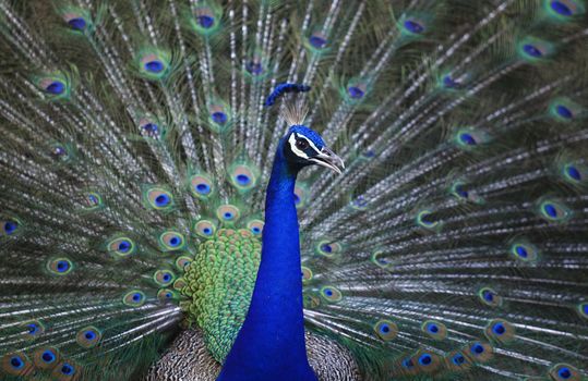 gorgeous of indian peacock