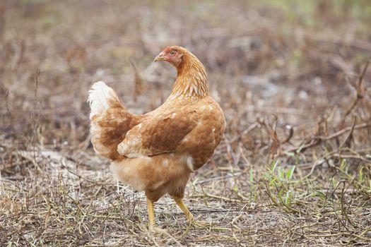 brown hen chicken standing in field use for farm animals, livestock domestic pets animals 