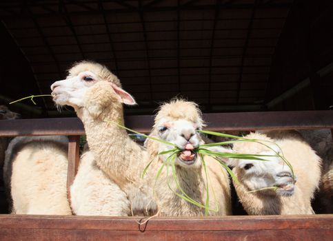 close up face of llama alpacas eating ruzi grass show lower tooth in mouth