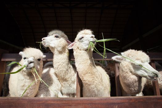 llama alpacas eating ruzi grass in mouth rural ranch farm