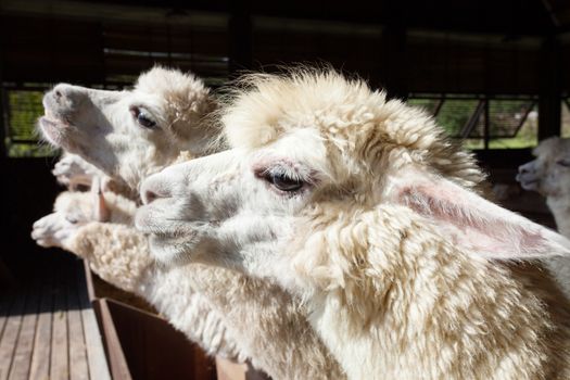 close up side view face of llama alpacas in ranch farm