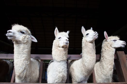 face of four funny alpacas llama in farm 