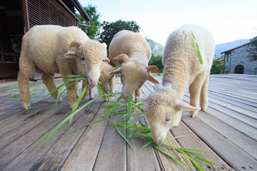 merino sheep eating green grass leaves on wood floor of beautiful ranch farm in rural agriculture