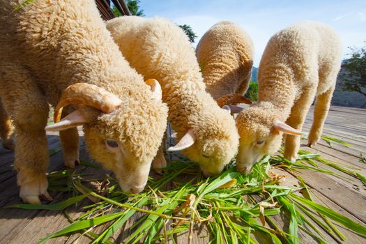 merino sheep eating ruzi grass leaves on wood ground of rural ranch farm with beautiful lighting