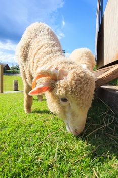 close up face of merino sheep eating green grass in ranch field farm 