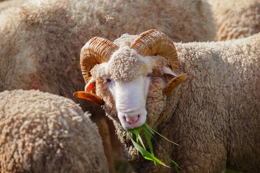 close up face of male merino sheep lamb in ranch farm eating ruzi grass 