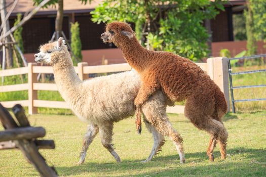 brown and light brown llama alpacas mating in ranch farm field