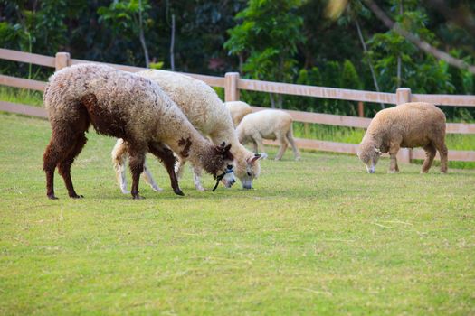 folk of llama alpacas latin america cattle  feeding in farm grass field