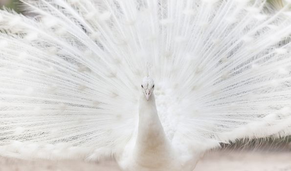 white indian peacock with beautiful fan tail