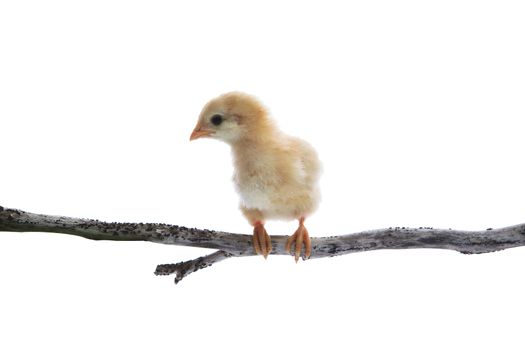 baby chick kids perching on dry tree branch isolated white background use for animals and livestock farm  topic