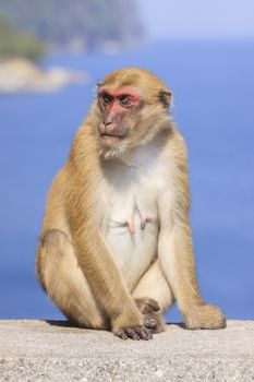 full body of female natural wild Rhesus macaque monkey sitting on ground with blue background