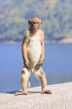 full body of young male natural wild Rhesus macaque monkey standing on ground with blue background
