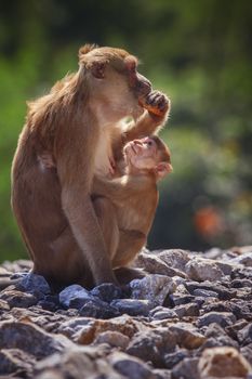 wild Rhesus macaque monkey and young baby looking to monkey mother eating some food 