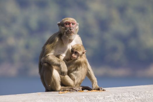 wild Rhesus macaque monkey and young baby looking to monkey mother eating some food 