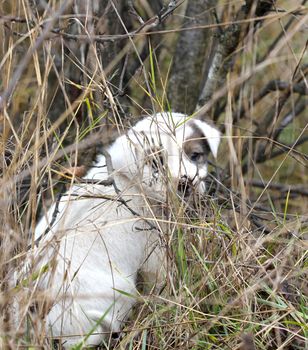 picture of a sad abandoned puppy on the chaparell