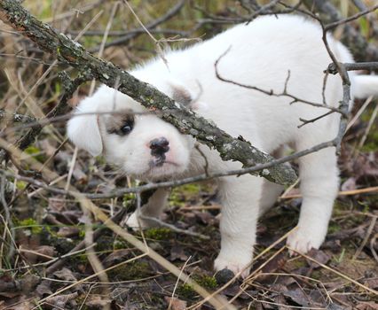 picture of a sad abandoned puppy on the chaparell