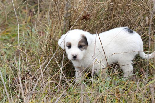 picture of a sad abandoned puppy on the chaparell