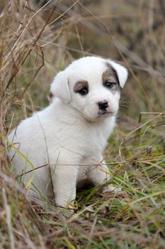 picture of a sad abandoned puppy on the chaparell