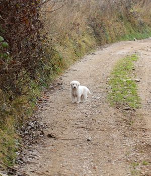 sad abandoned puppy on the old village road