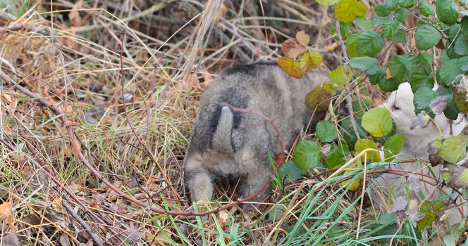 picture of a abandoned puppy hiding in the chaparell