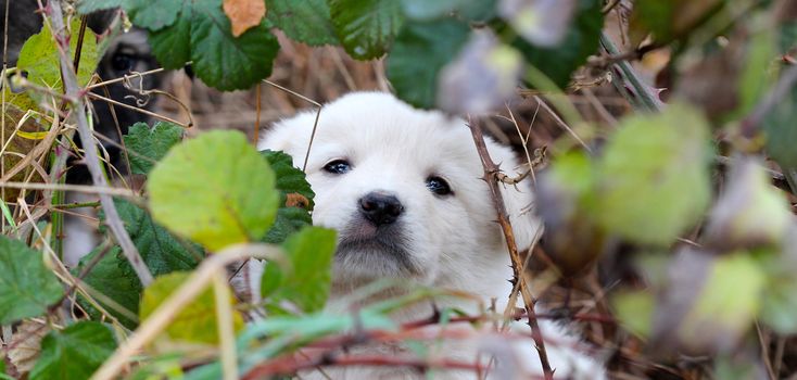 picture of a sad abandoned puppy hiding on the chaparell