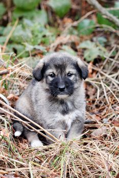 picture of a sad abandoned puppy on the chaparell