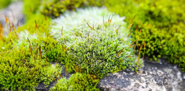 picture of a Green Moss on a rock,nature concept