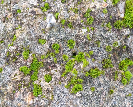 picture of a Green Moss on a rock,nature concept
