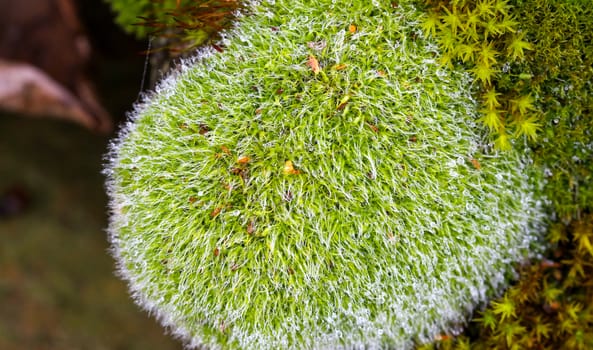 picture of a Green Moss on a rock,nature concept