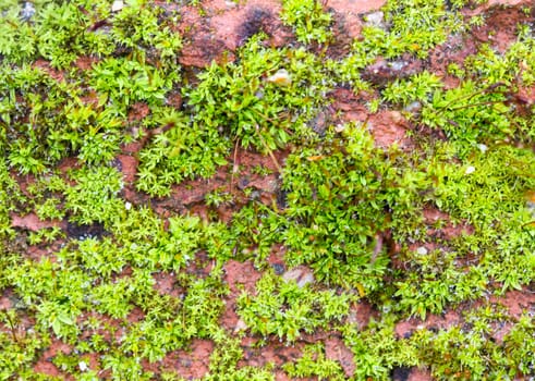 picture of a Green Moss on a rock,nature concept