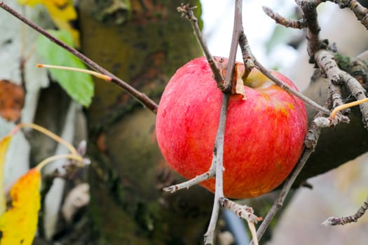 picture of an apple forgotten in a harvest , Apple Orchard in november.morning shot