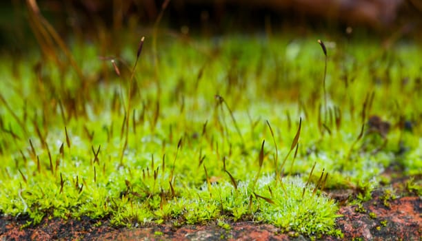 picture of a Green Moss on a rock,nature concept
