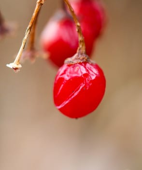 picture of a red berries close up, morning shot