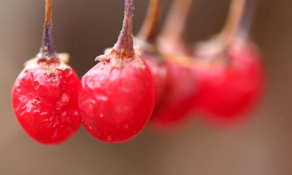 picture of a red berries close up, morning shot