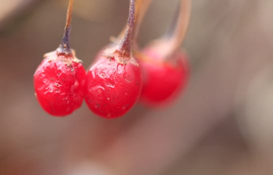 picture of a red berries close up, morning shot