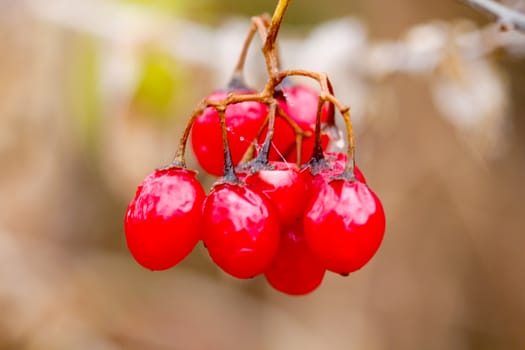 picture of a red berries close up, morning shot