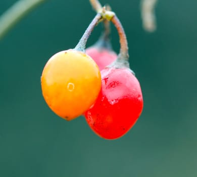 picture of a red berries close up, morning shot