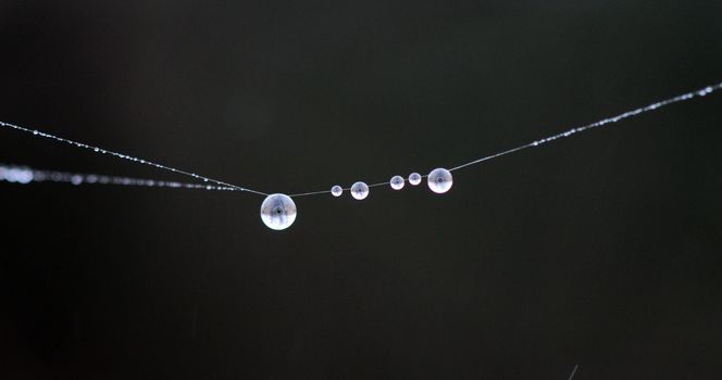 picture of a The spider web with dew drops. Abstract background