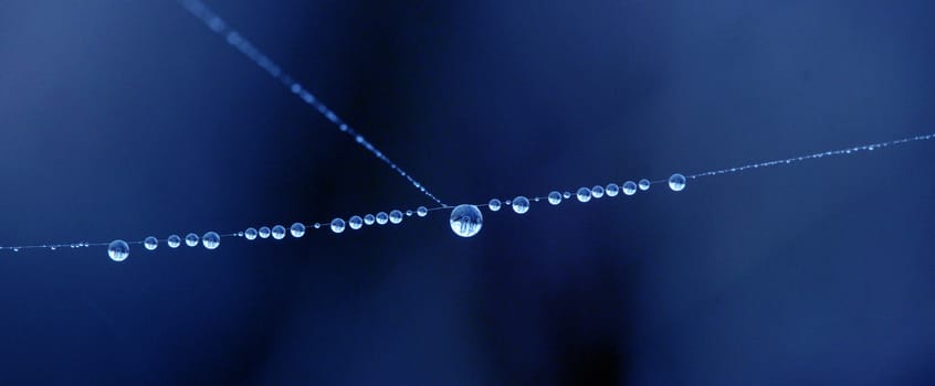 picture of a The spider web with dew drops. Abstract background