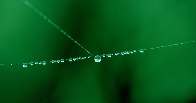 picture of a The spider web with dew drops. Abstract background