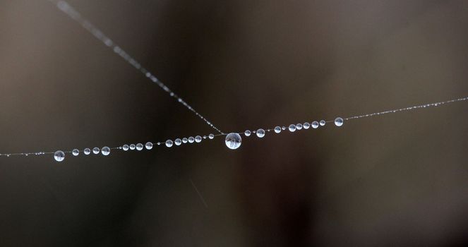 picture of a The spider web with dew drops. Abstract background