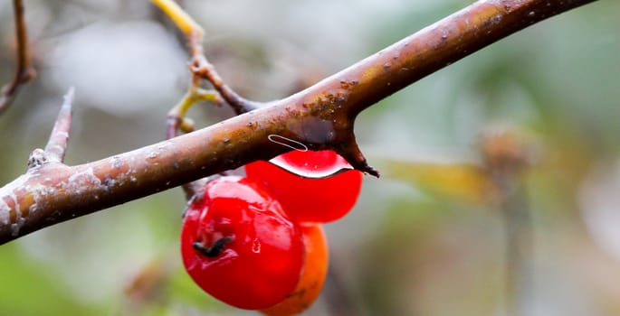 picture of a red berries close up, morning shot