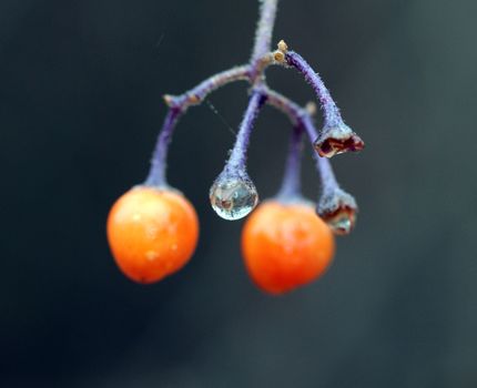 picture of a orange berries close up, morning shot