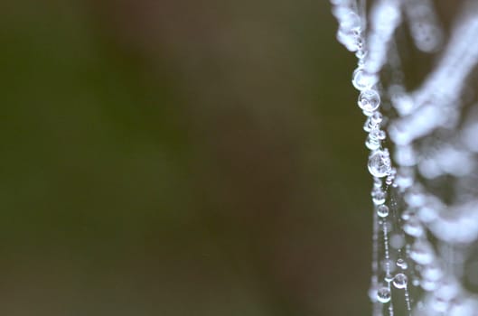 The spider web with dew drops. Abstract background