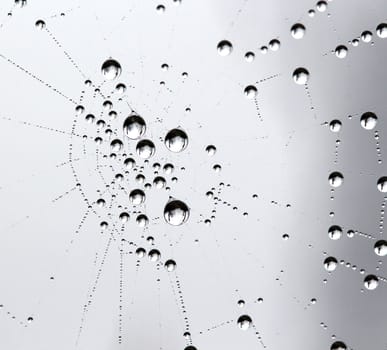 picture of a The spider web with dew drops. Abstract background