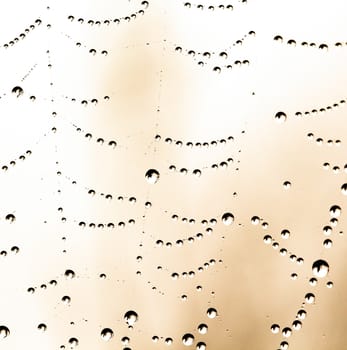 picture of a The spider web with dew drops. Abstract background