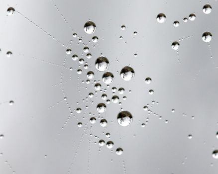 picture of a The spider web with dew drops. Abstract background